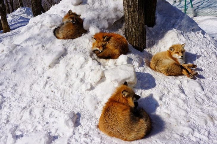 Zorros tomando sol en la nieve