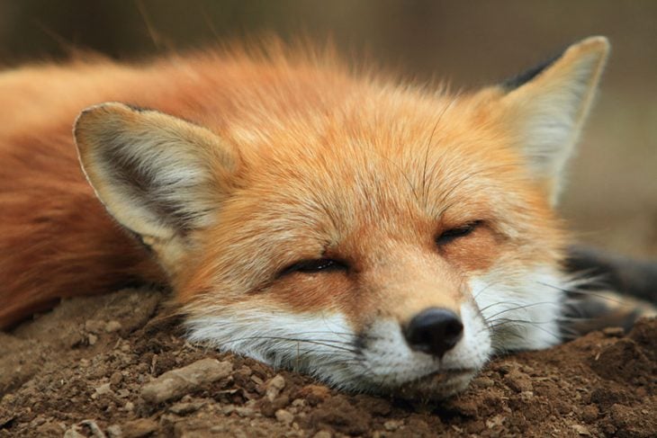 Zorrito dormido