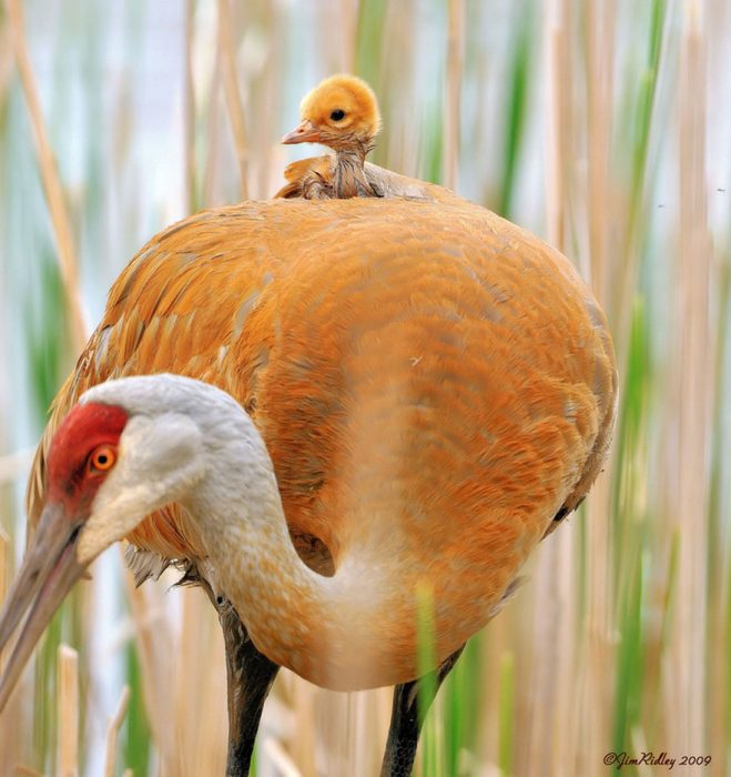 garzas