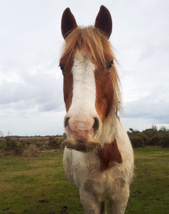 bigote caballo