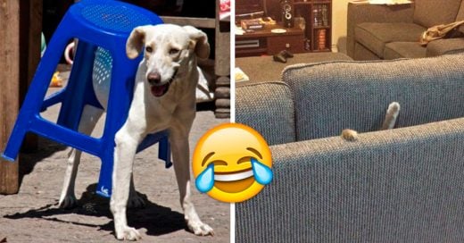 Cover muebles que lograron vencer a tus mascotas