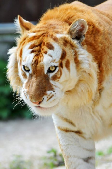 tigre dorado