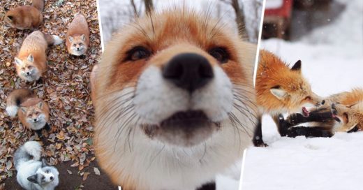 Cover Esta villa de zorros en Japón es el lugar más esponjoso y tierno del planeta