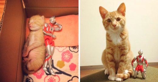 Cover Este gato y Ultraman ahora son inseparables