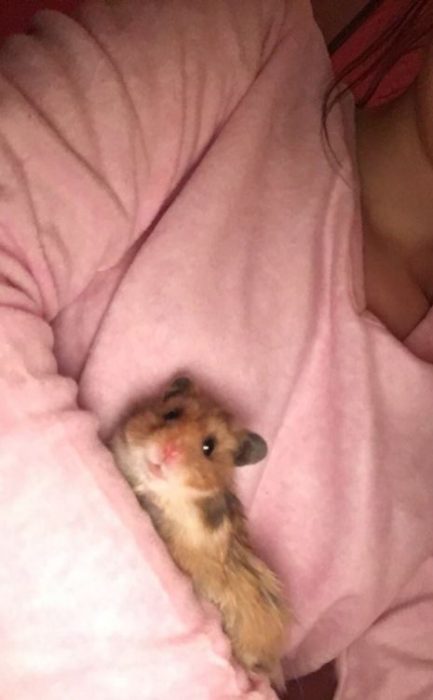 HAMSTER CAMA