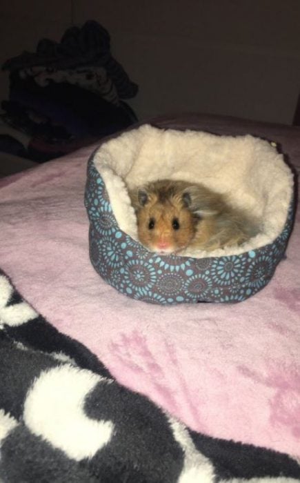 HAMSTER MINI CAMA 