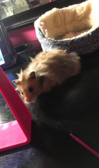 HAMSTER DESPEINADO