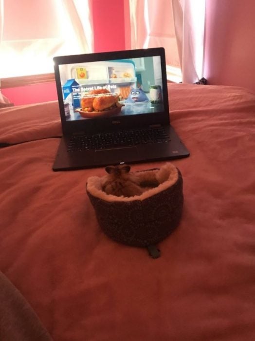 HAMSTER VIENDO TELE