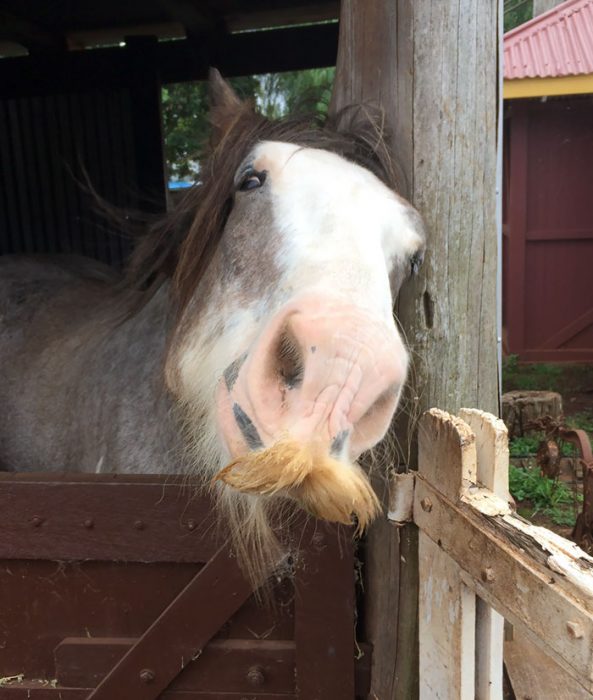 bigotes caballos