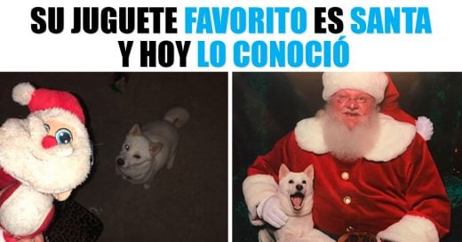 Cover memes de perritos