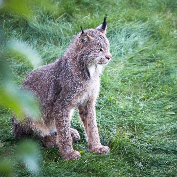 Mamá lince da a luz en el pórtico