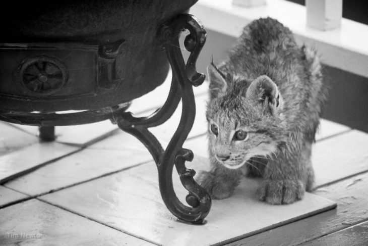 Mamá lince da a luz en el pórtico