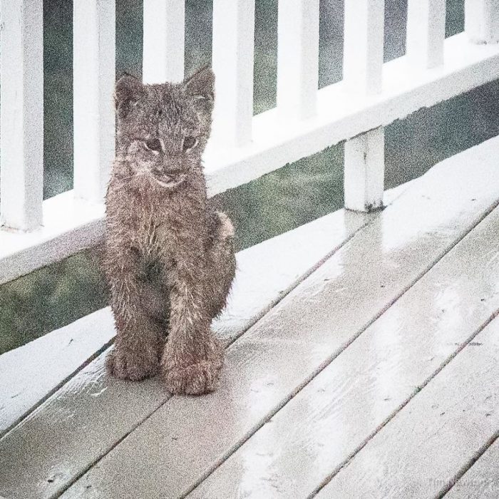 Mamá lince da a luz en el pórtico