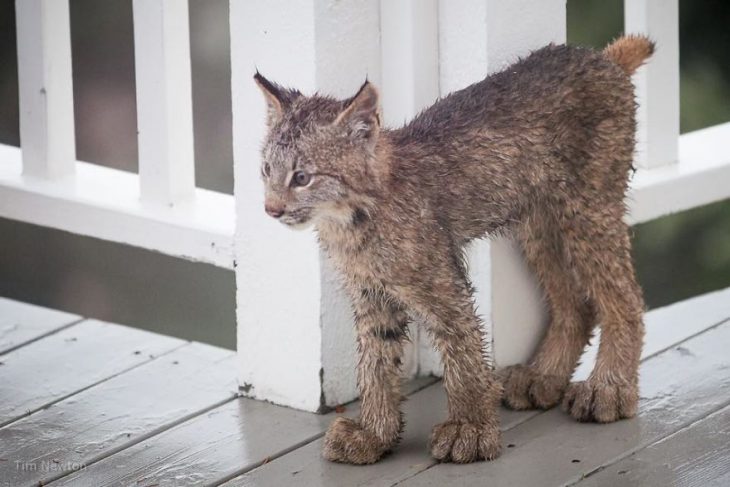 Mamá lince da a luz en el pórtico