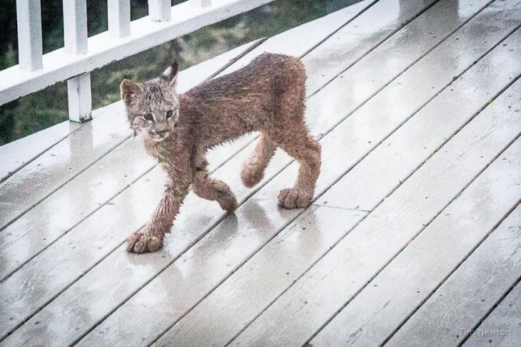 Mamá lince da a luz en el pórtico