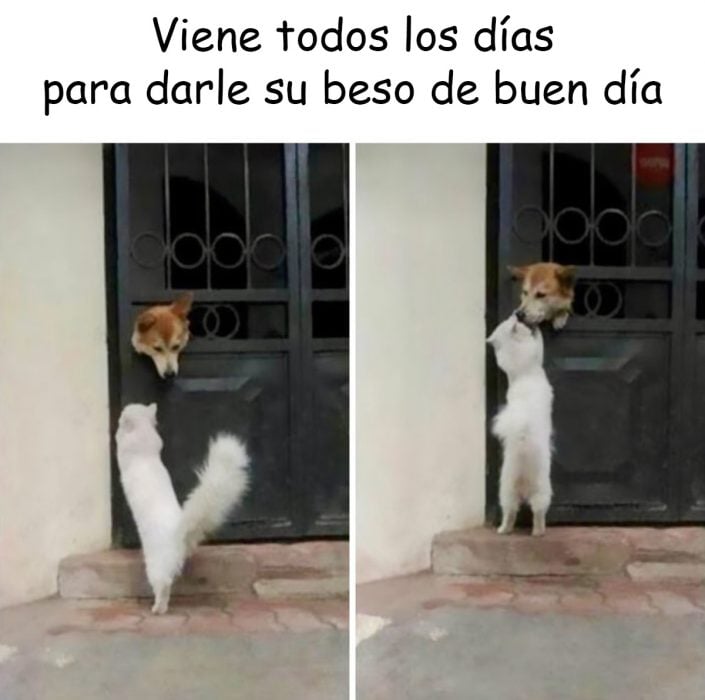 memes de perros