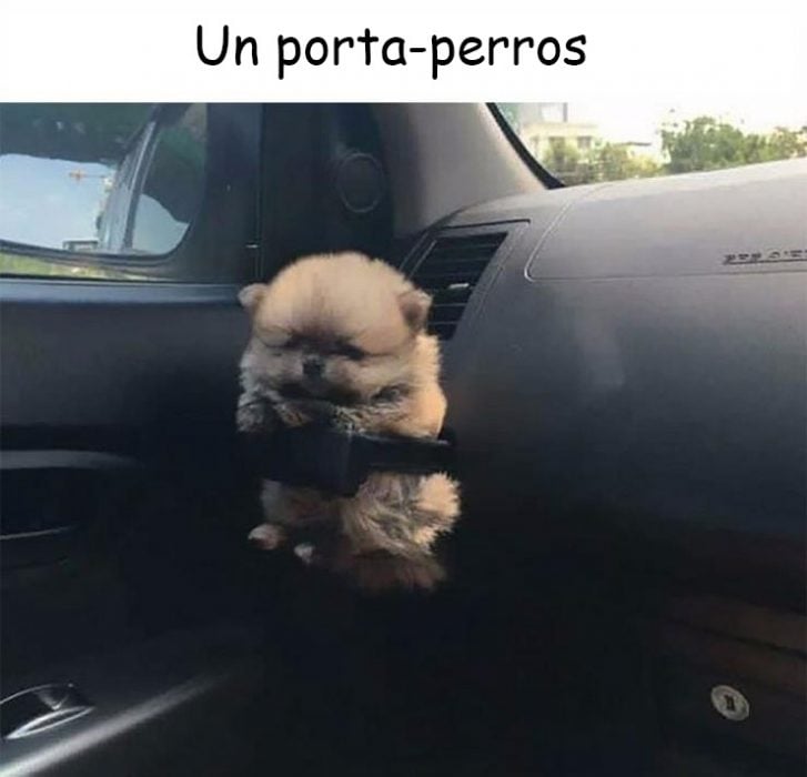 memes de perros