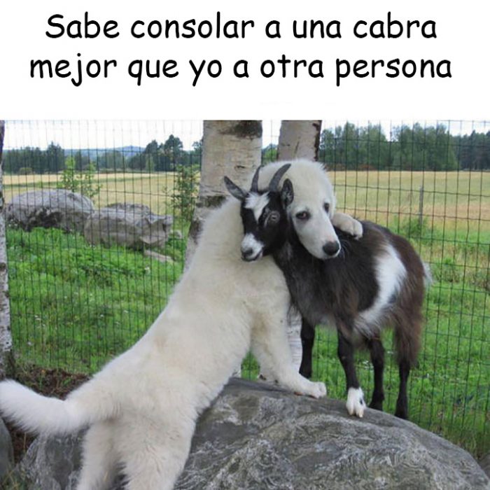 memes de perros