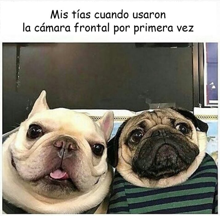 memes de perros