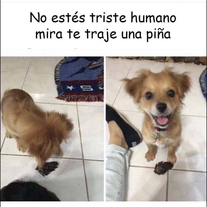 memes de perros