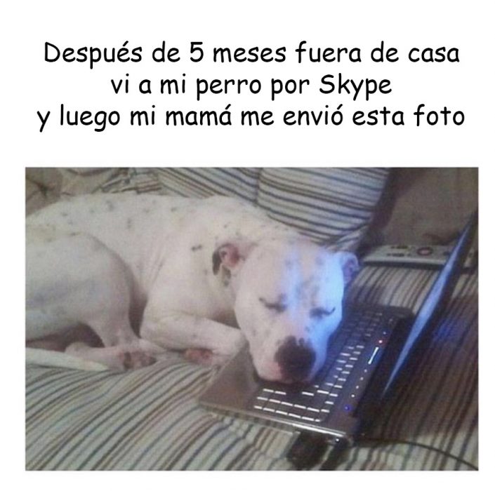 memes de perros