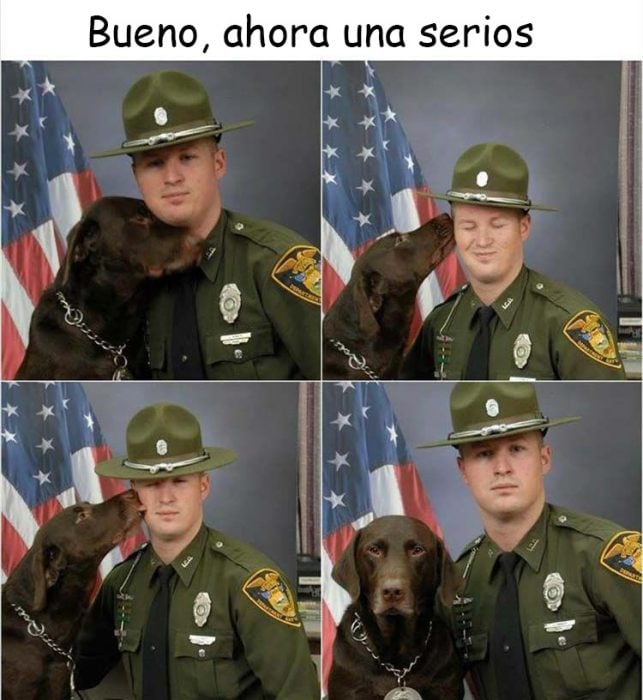 memes de perros