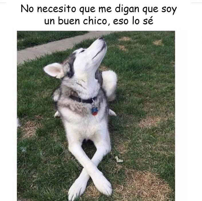 memes de perros