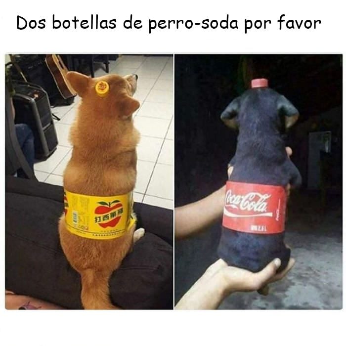 memes de perros