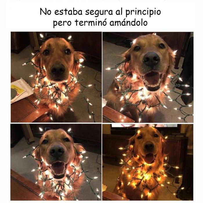 memes de perros