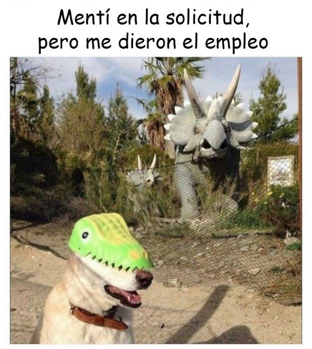 memes de perros