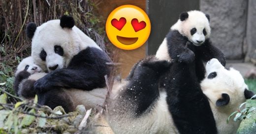 Cover Las mamás pandas son idénticas a los humanos