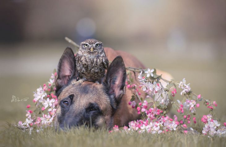 Amigos perro y buhó