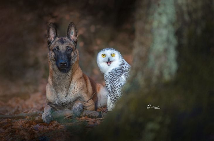 Amigos perro y buhó