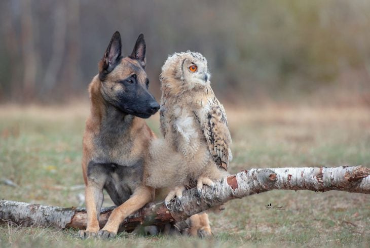 Amigos perro y buhó