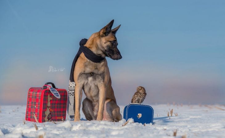 Amigos perro y buhó