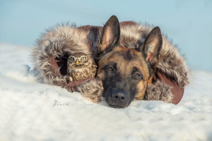 Amigos perro y buhó