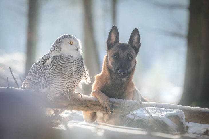 Amigos perro y buhó