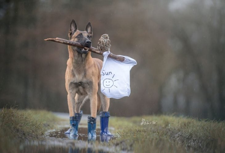 Amigos perro y buhó