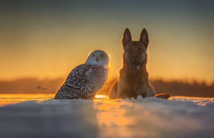 Amigos perro y buhó