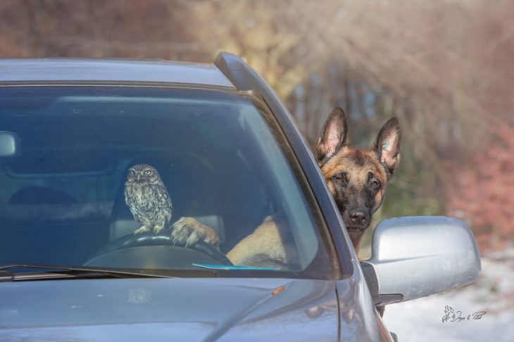 Amigos perro y buhó