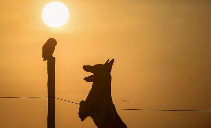 Amigos perro y buhó