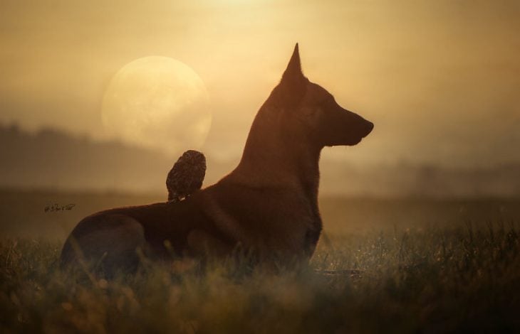 Amigos perro y buhó