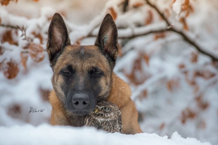 Amigos perro y buhó