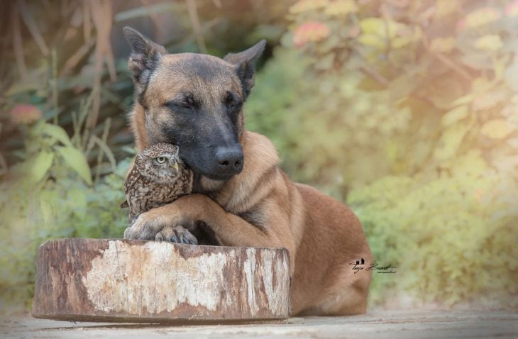 Amigos perro y buhó