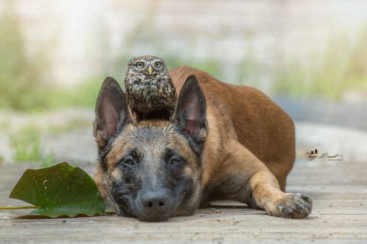 Amigos perro y buhó