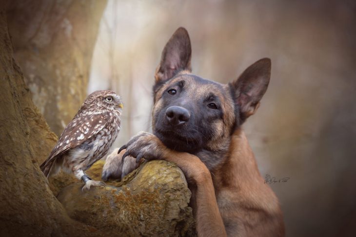 Amigos perro y buhó