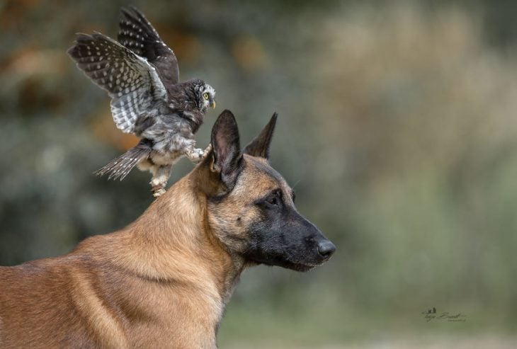 Amigos perro y buhó