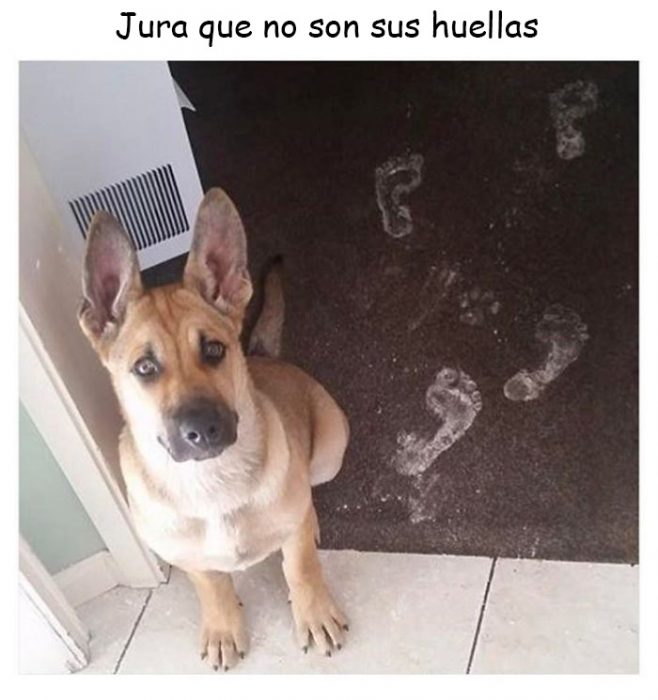 memes de perros