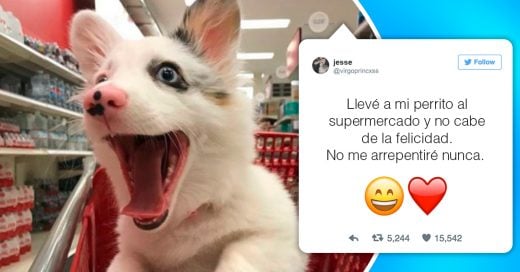 Cover Este perrito acompañó a su amo al supermercado y fue el más feliz