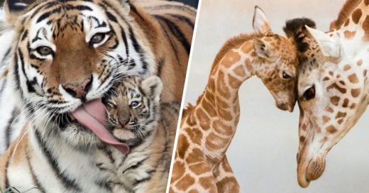 Cover fotos de crías y sus padres en el reino animal